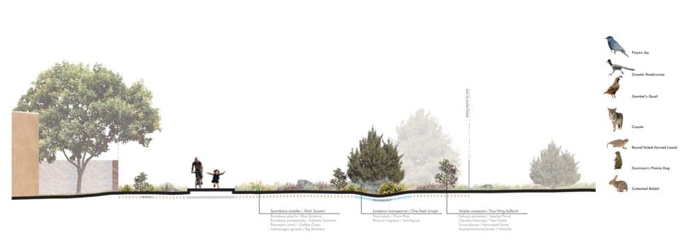 Juniper and prairie habitat along the Acequia Trail