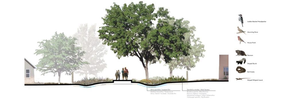 Acequia trail woodland restoration
