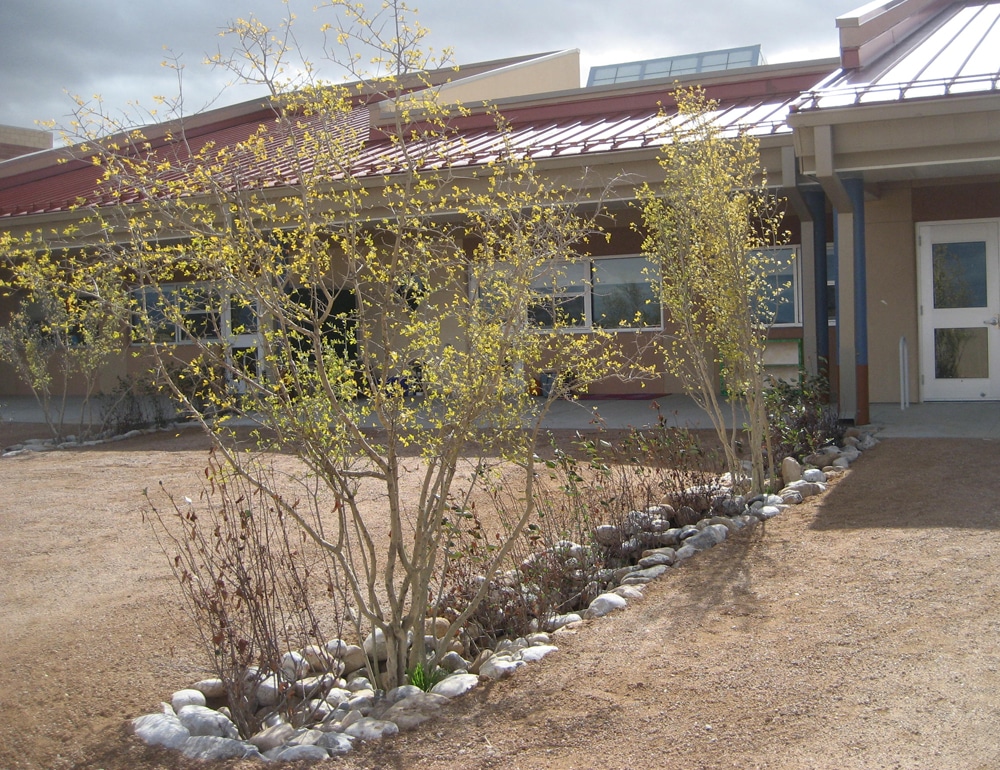 Passive rainwater harvesting